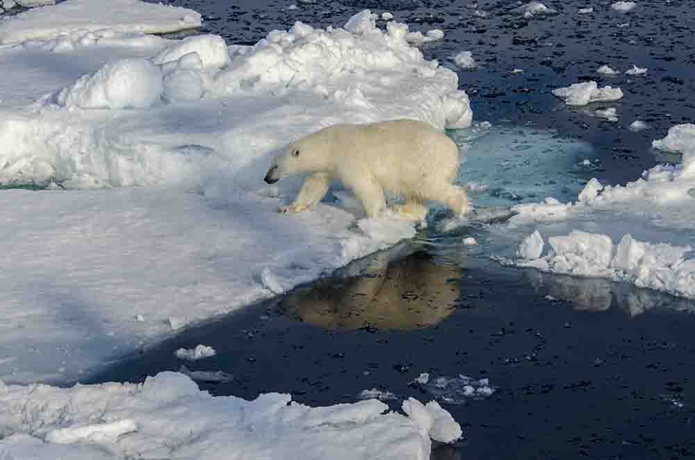 Oso Polar - islas Svalbard - Noruega 05.jpg